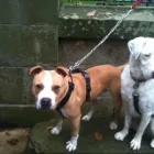 Business 2 image EH4 DOG WALKER Pets & Animals in Edinburgh Edh