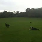 Business 3 image EH4 DOG WALKER Pets & Animals in Edinburgh Edh