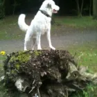 Business 4 image EH4 DOG WALKER Pets & Animals in Edinburgh Edh