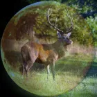 Business 18 image ELLIS & WARREN MARINE LTD Boat Builders & Repairs in Lymington Ha