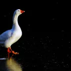 Business 6 image ELLIS & WARREN MARINE LTD Boat Builders & Repairs in Lymington Ha