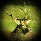 Business 13 image ELLIS & WARREN MARINE LTD Boat Builders & Repairs in Lymington Ha