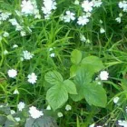 Business 2 image EMMA CLEGG Hypnotherapists in Westhoughton Gr