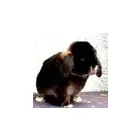 Business 4 image EXPRESS SECURITY Security Services & Equipment in Bournemouth Do