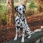 Business 1 image FAIRY DOGMOTHER - DOG TRAINER BIRMINGHAM Pets & Animals in Birmingham We