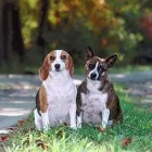 Business 2 image FAIRY DOGMOTHER - DOG TRAINER BIRMINGHAM Pets & Animals in Birmingham We