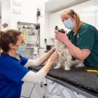 Business 8 image FARNHAM VETERINARY HOSPITAL Veterinary Services in Farnham Su