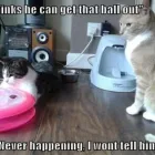 Business 1 image FELINE FEEDERS Pets & Animals in Glasgow Glg