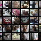 Business 3 image FELINE FEEDERS Pets & Animals in Glasgow Glg