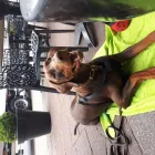 Business 2 image FOCUS DOGS Pets & Animals in Harrow Gr