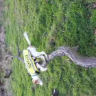 Business 1 image FOCUS DOGS. Pets & Animals in Harrow Gr