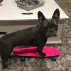 Business 2 image FOCUS DOGS. Pets & Animals in Harrow Gr