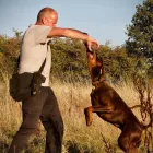 Business 3 image FOCUS DOGS. Pets & Animals in Harrow Gr