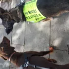 Business 5 image FOCUS DOGS. Pets & Animals in Harrow Gr