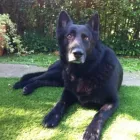 Business 8 image FOCUS DOGS. Pets & Animals in Harrow Gr