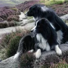 Business 2 image FOOTBASE CHIROPODY & PODIATRY SERVICE Chiropodists & Podiatrists in London Gr