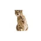 Business 2 image FORREST RECRUITMENT LTD Recruitment Consultants in Wilmslow Ch