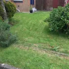 Business 31 image GIBSON TREE & GARDEN SERVICE DANIEL GIBSON Tree Services in Swansea Swa