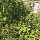 Business 79 image GIBSON TREE & GARDEN SERVICE DANIEL GIBSON Tree Services in Swansea Swa