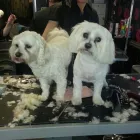 Business 8 image GLAMOUR PAWS Dog & Cat Grooming in Sheerness Ke