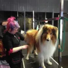 Business 13 image GLAMOUR PAWS Dog & Cat Grooming in Sheerness Ke