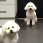 Business 14 image GLAMOUR PAWS Dog & Cat Grooming in Sheerness Ke