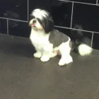 Business 2 image GLAMOUR PAWS Dog & Cat Grooming in Sheerness Ke