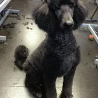 Business 3 image GLAMOUR PAWS Dog & Cat Grooming in Sheerness Ke