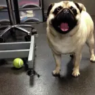 Business 1 image GLAMOUR PAWS Dog & Cat Grooming in Sheerness Ke