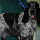 Business 1 image GLEN ACRES DOG GROOMING Pets & Animals in Halesowen We