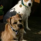 Business 2 image GLEN ACRES DOG GROOMING Pets & Animals in Halesowen We