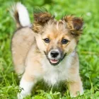 Business 3 image GLEN ACRES DOG GROOMING Pets & Animals in Halesowen We