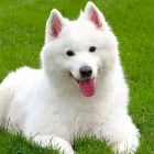 Business 4 image GLEN ACRES DOG GROOMING Pets & Animals in Halesowen We