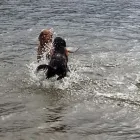 Business 1 image GO WALKIES BOLTON Pets & Animals in Bolton Gr