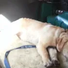 Business 2 image GO WALKIES BOLTON Pets & Animals in Bolton Gr