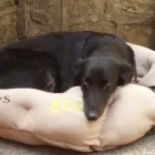 Business 3 image GO WALKIES BOLTON Pets & Animals in Bolton Gr