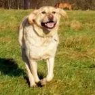 Business 4 image GO WALKIES BOLTON Pets & Animals in Bolton Gr