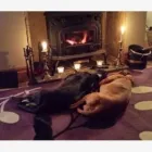 Business 6 image GO WALKIES BOLTON Pets & Animals in Bolton Gr