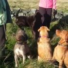 Business 7 image GO WALKIES BOLTON Pets & Animals in Bolton Gr