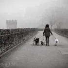 Business 9 image GO WALKIES BOLTON Pets & Animals in Bolton Gr