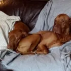 Business 10 image GO WALKIES BOLTON Pets & Animals in Bolton Gr