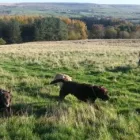 Business 12 image GO WALKIES BOLTON Pets & Animals in Bolton Gr