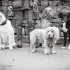 Business 13 image GO WALKIES BOLTON Pets & Animals in Bolton Gr