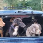 Business 14 image GO WALKIES BOLTON Pets & Animals in Bolton Gr