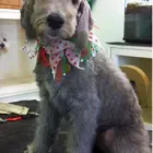 Business 6 image HALFORDS AUTOCENTRE Garage Services in Poole Do