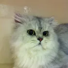 Business 7 image HALFORDS AUTOCENTRE Garage Services in Poole Do