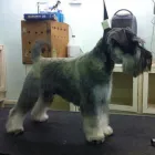 Business 2 image HALFORDS AUTOCENTRE Garage Services in Poole Do