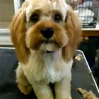 Business 4 image HALFORDS AUTOCENTRE Garage Services in Poole Do