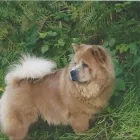 Business 1 image HALLIFORD STUDIOS LTD Tv in Shepperton Mi