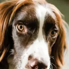 Business 1 image HAPPY DOG CLUB Pets & Animals in Bristol Br